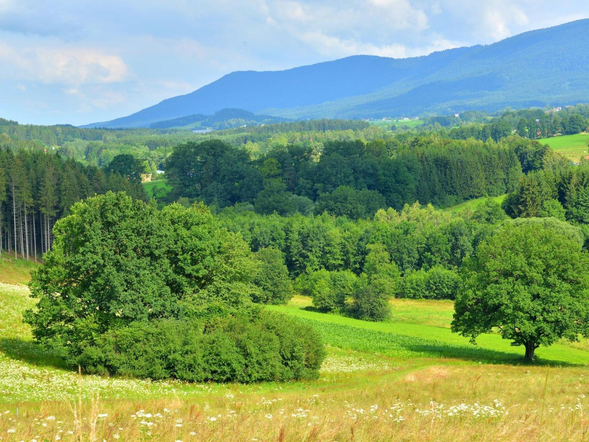 Comfort Apartment With Balcony In The Beautiful Bavarian Forest 드라흐젤스리에트 외부 사진